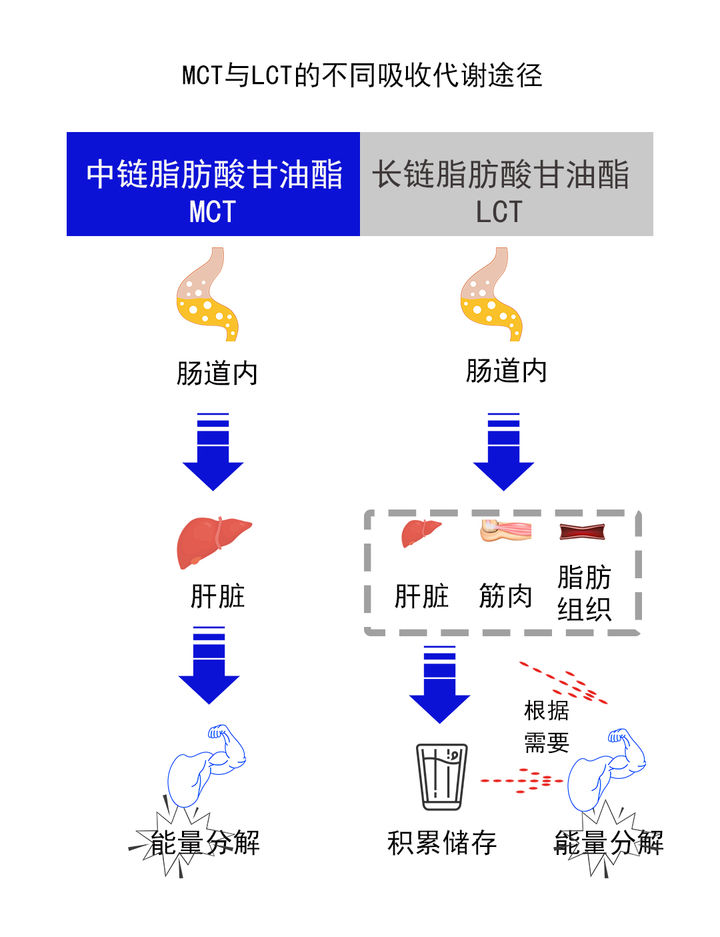 MCT与LCT的不同吸收代谢途径