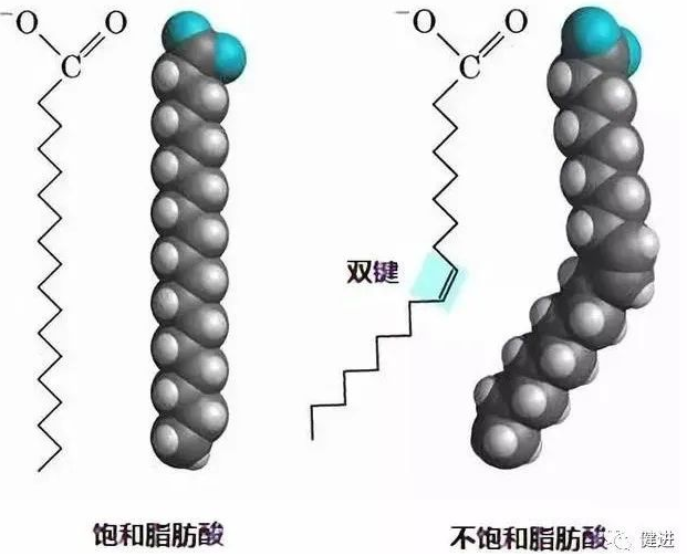 短链、中链、长链脂肪酸